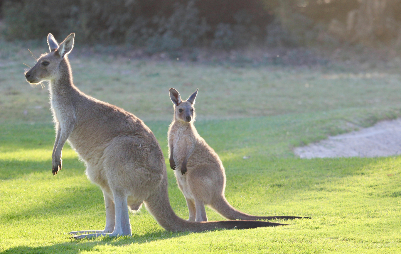 Australia